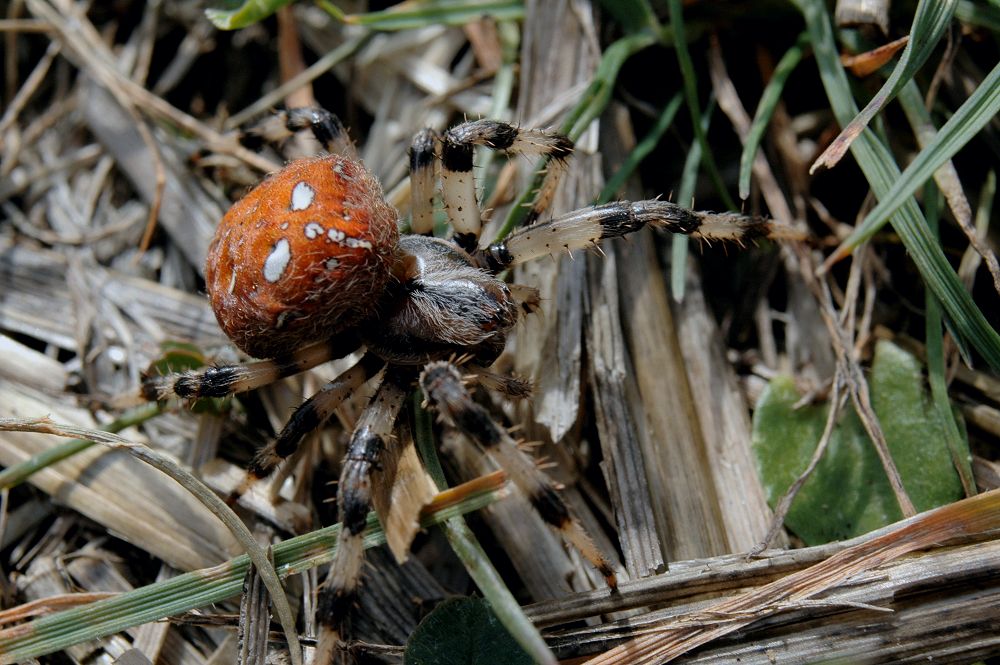 Araneus quadratus